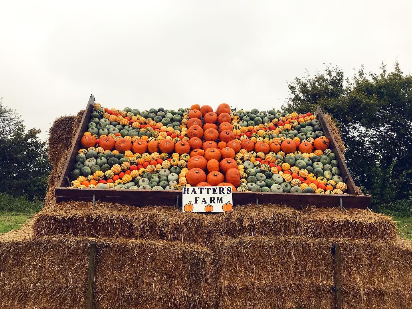 Hatter's Farm Halloween pick-your-own pumpkin patch October 2023 