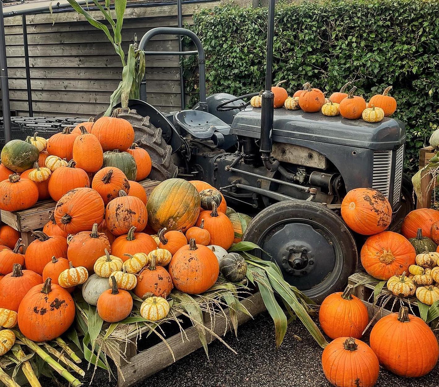 Priory Farm Halloween pick-your-own pumpkin patch October 2023 