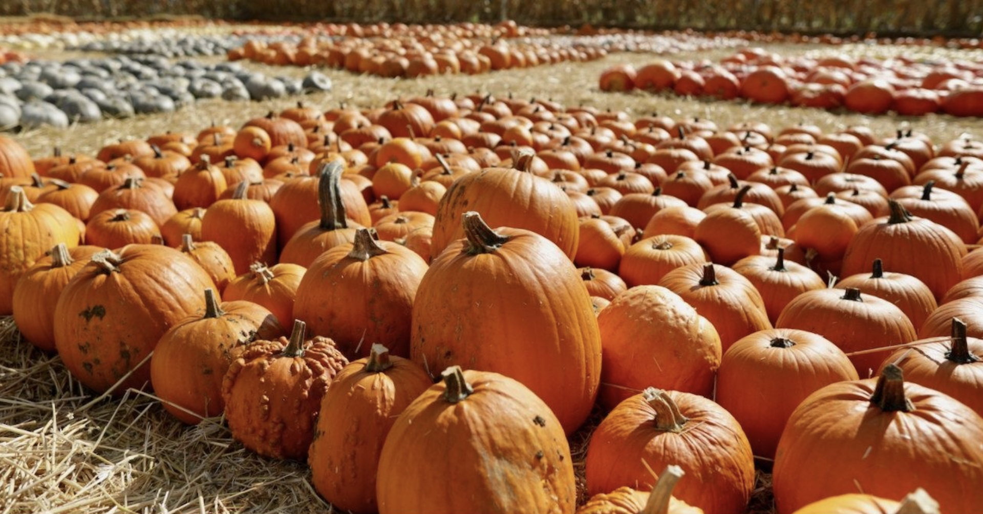 Cammas Hall Farm Halloween pick-your-own pumpkin patch October 2023 