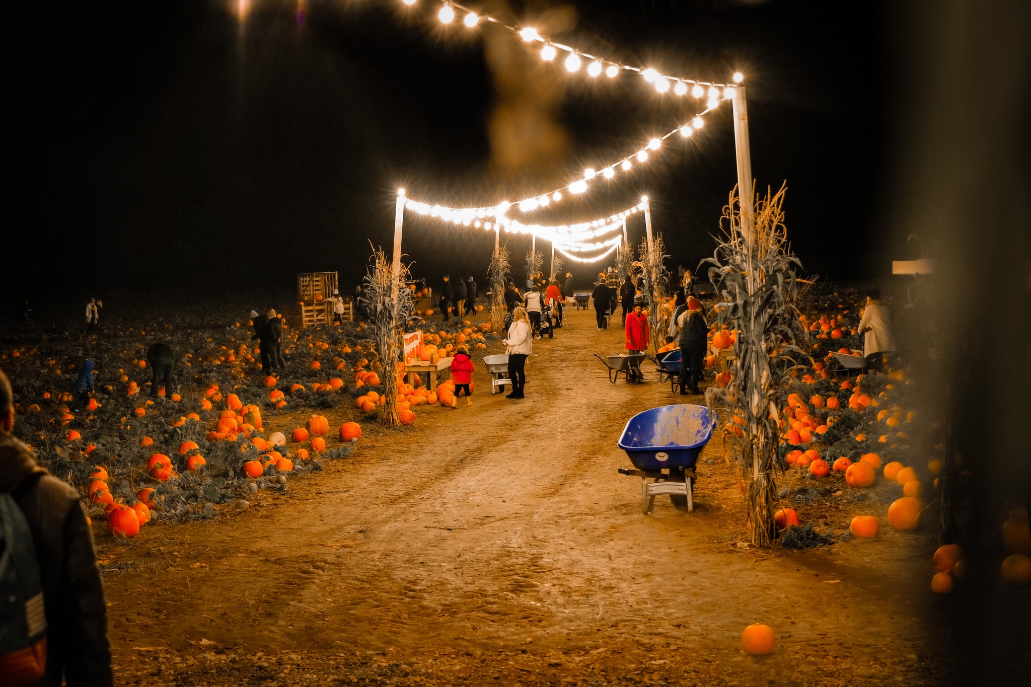 Tulleys Farm Halloween pick-your-own pumpkin patch October 2023 