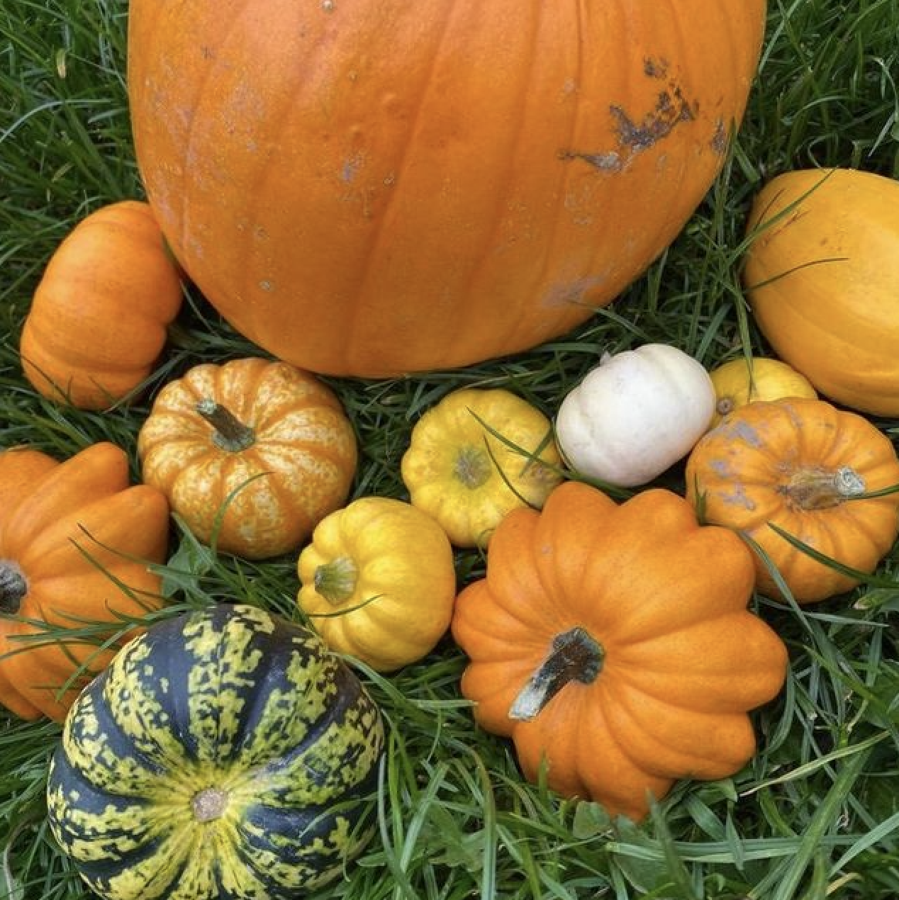 Four Winds Farm Halloween pick-your-own pumpkin patch October 2023 