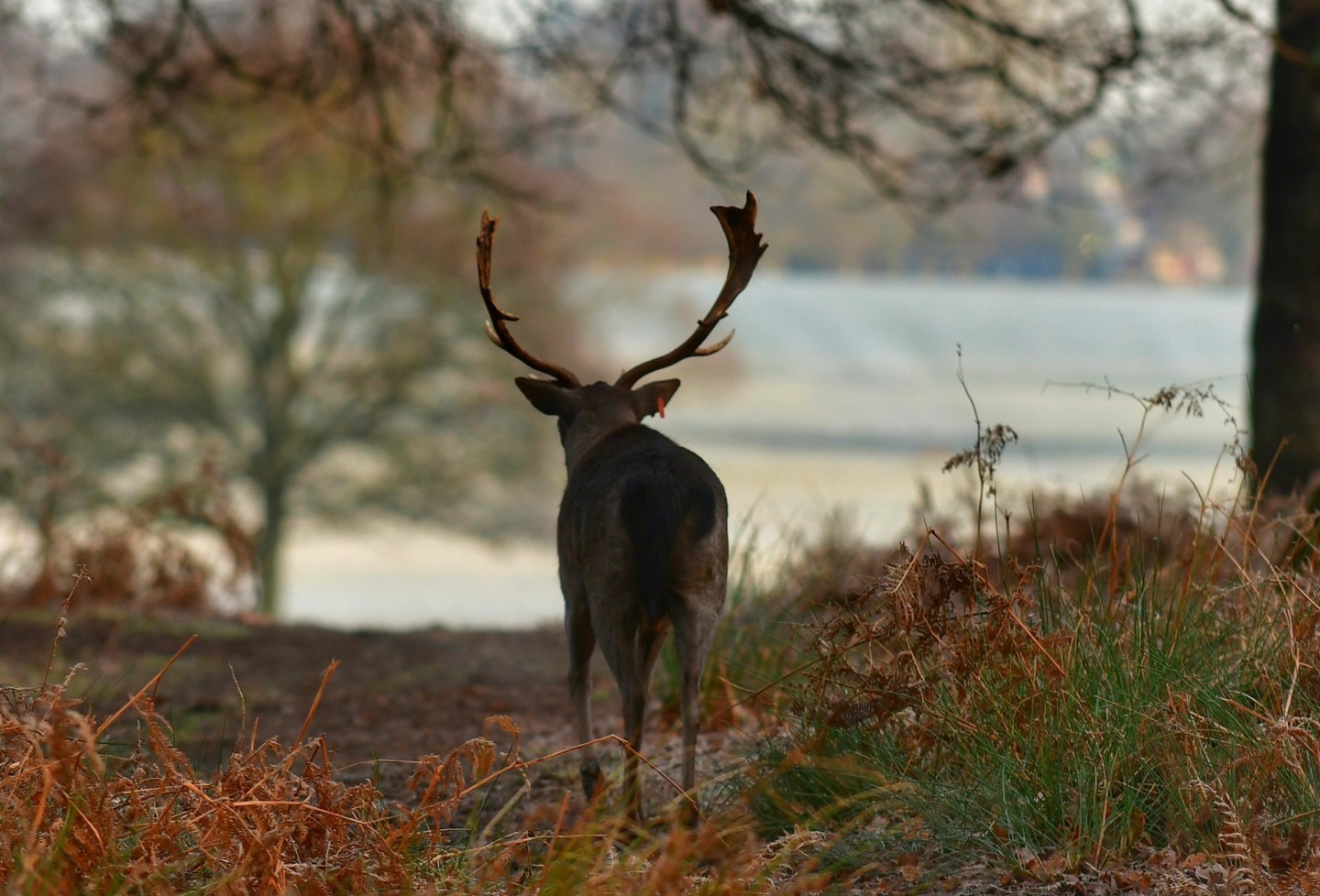 deer at Richmond Park